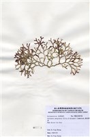 藏品(扁乳節藻)的圖片